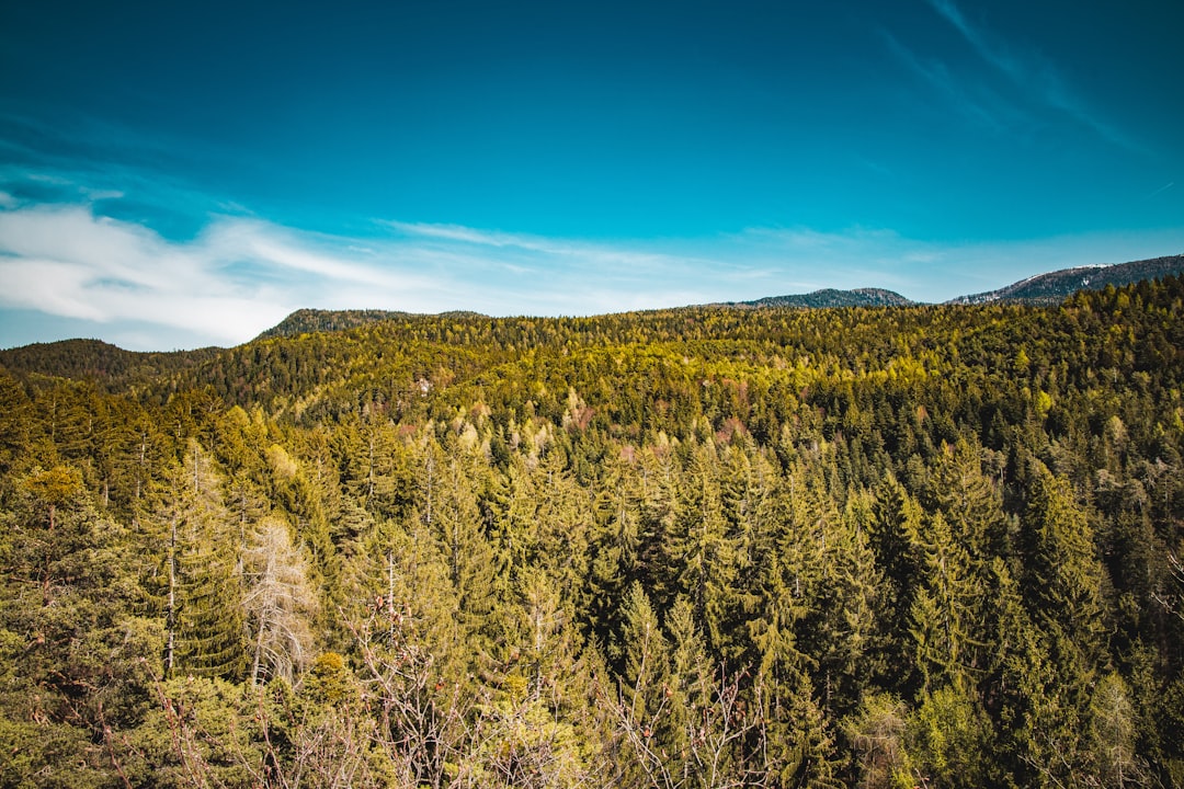 aerial view of a pine forest with mountains in the background