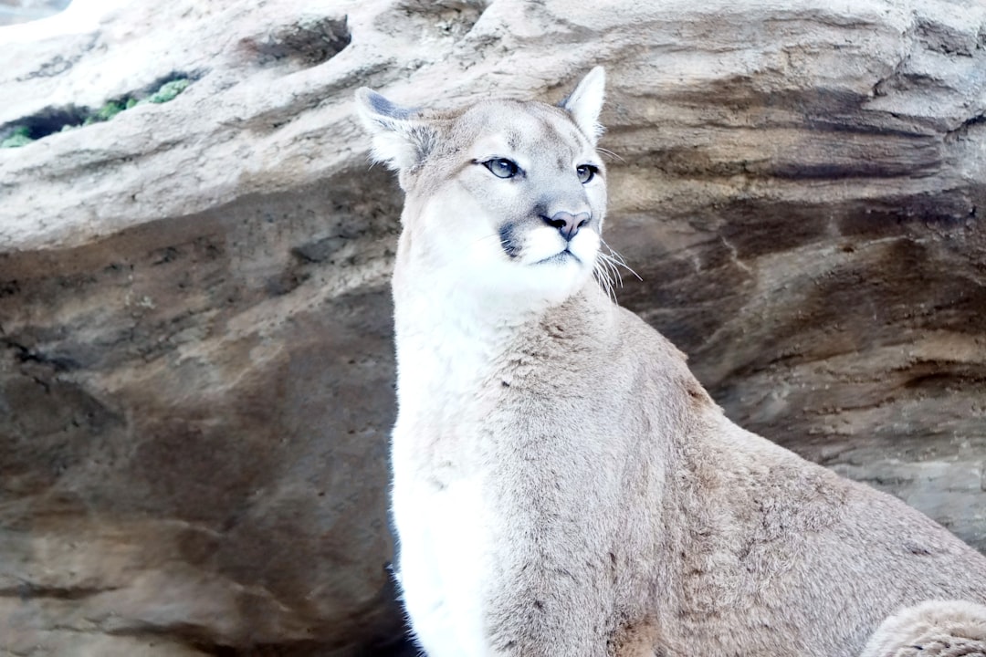 Cheyenne Mountain Zoo