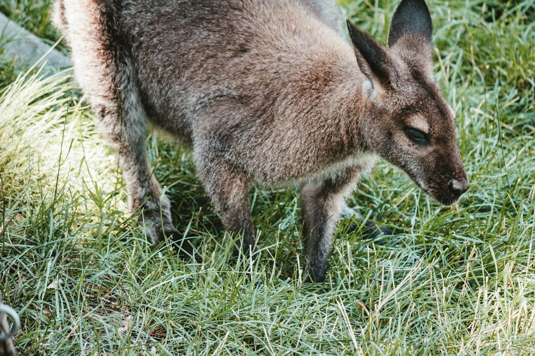 Cheyenne Mountain Zoo