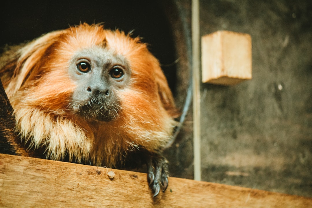 Cheyenne Mountain Zoo