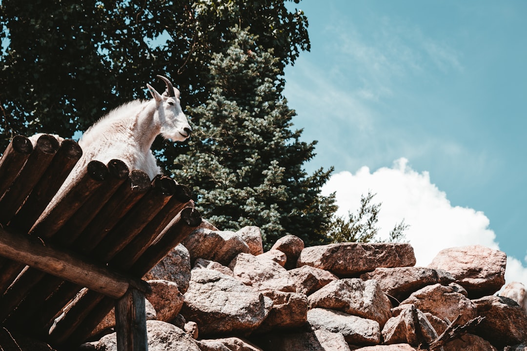 Cheyenne Mountain Zoo
