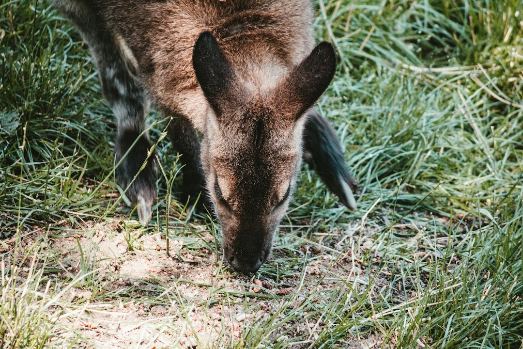 Cheyenne Mountain Zoo