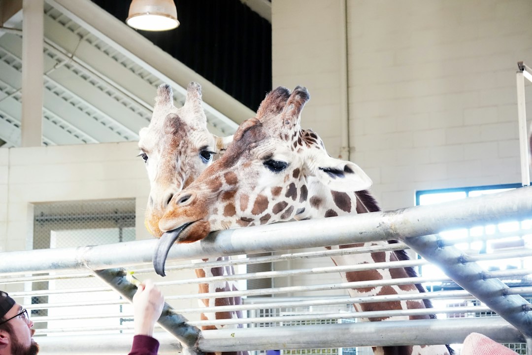 family feeding giraffes at Cheyenne Mountain Zoo with mountains in the background