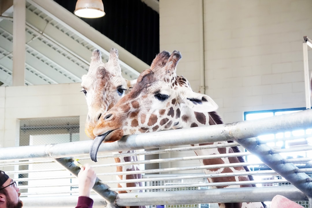 giraffe feeding experience at Cheyenne Mountain Zoo