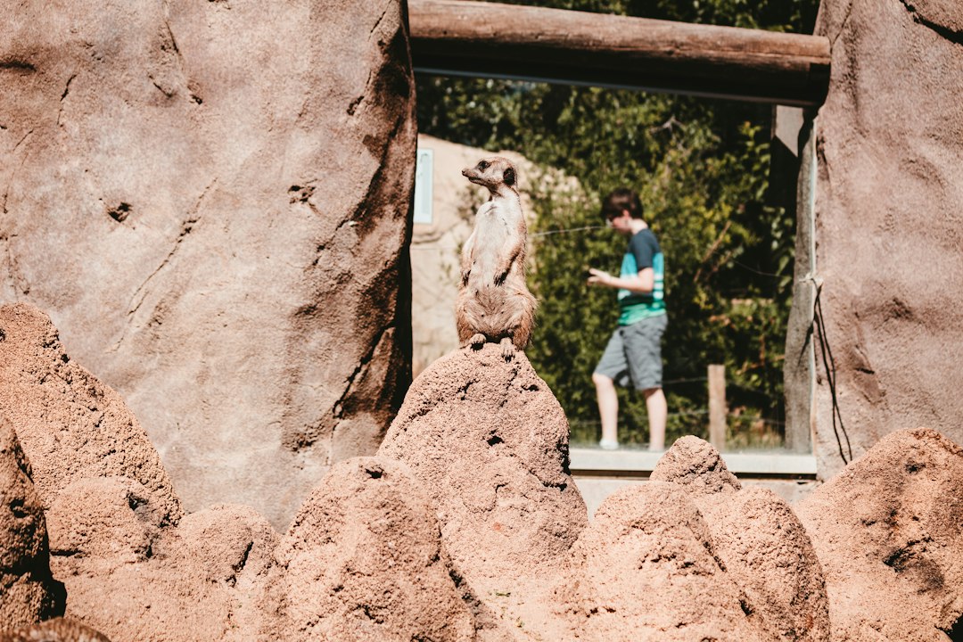 giraffes eating lettuce from a visitor's hand at Cheyenne Mountain Zoo