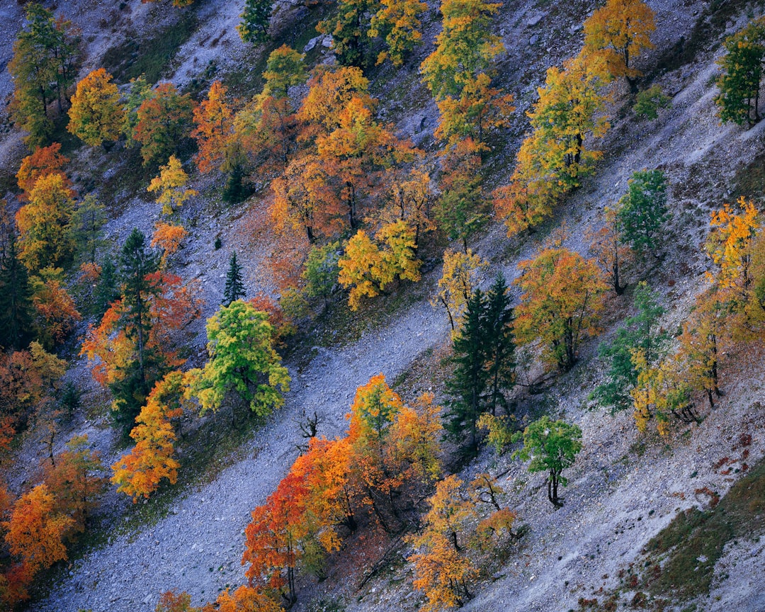 golden aspen trees lining a hiking trail in the Rocky Mountains