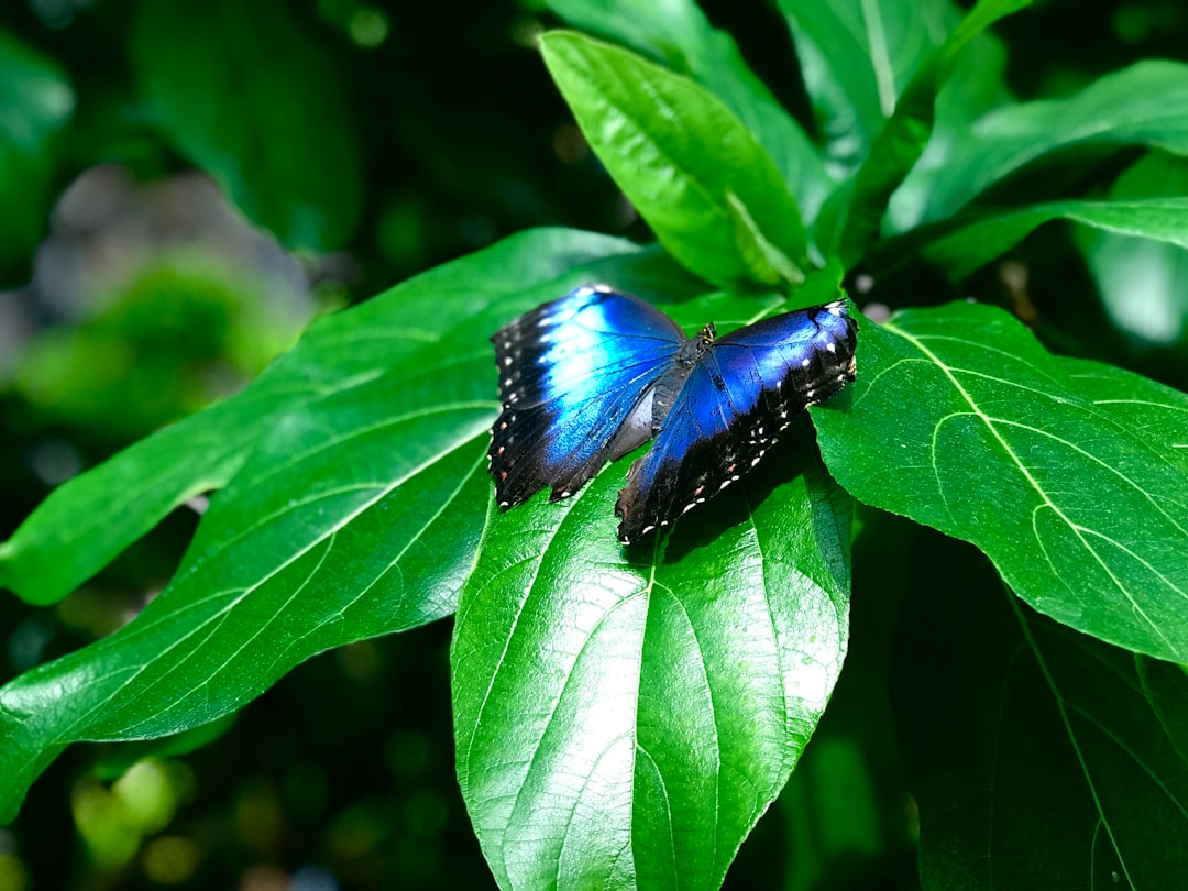 a vibrant blue morpho butterfly on a green leaf