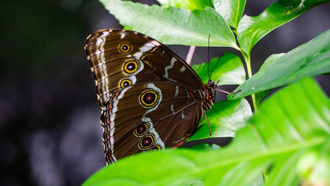 a vibrant blue morpho butterfly resting on a green leaf inside a lush conservatory