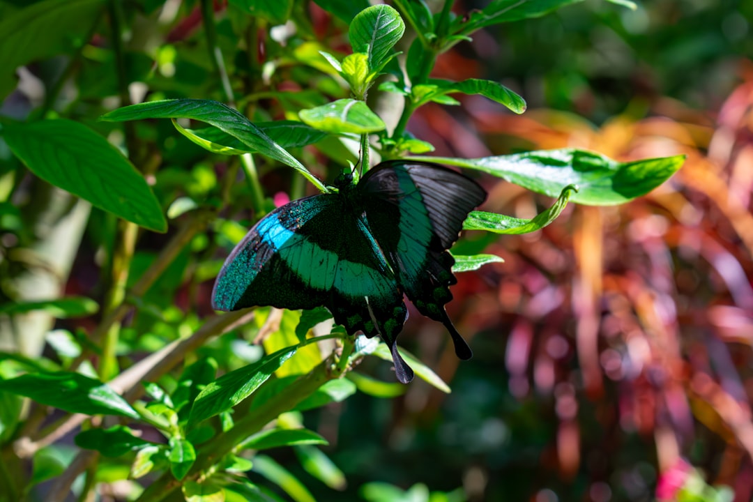Butterfly Rainforest