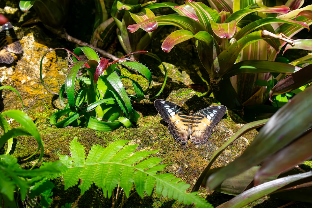 Butterfly Rainforest