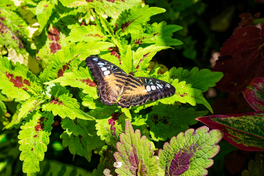 Butterfly Rainforest