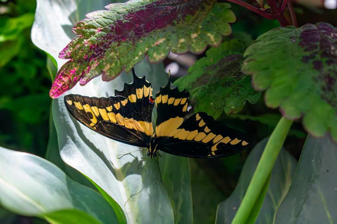 Butterfly Rainforest
