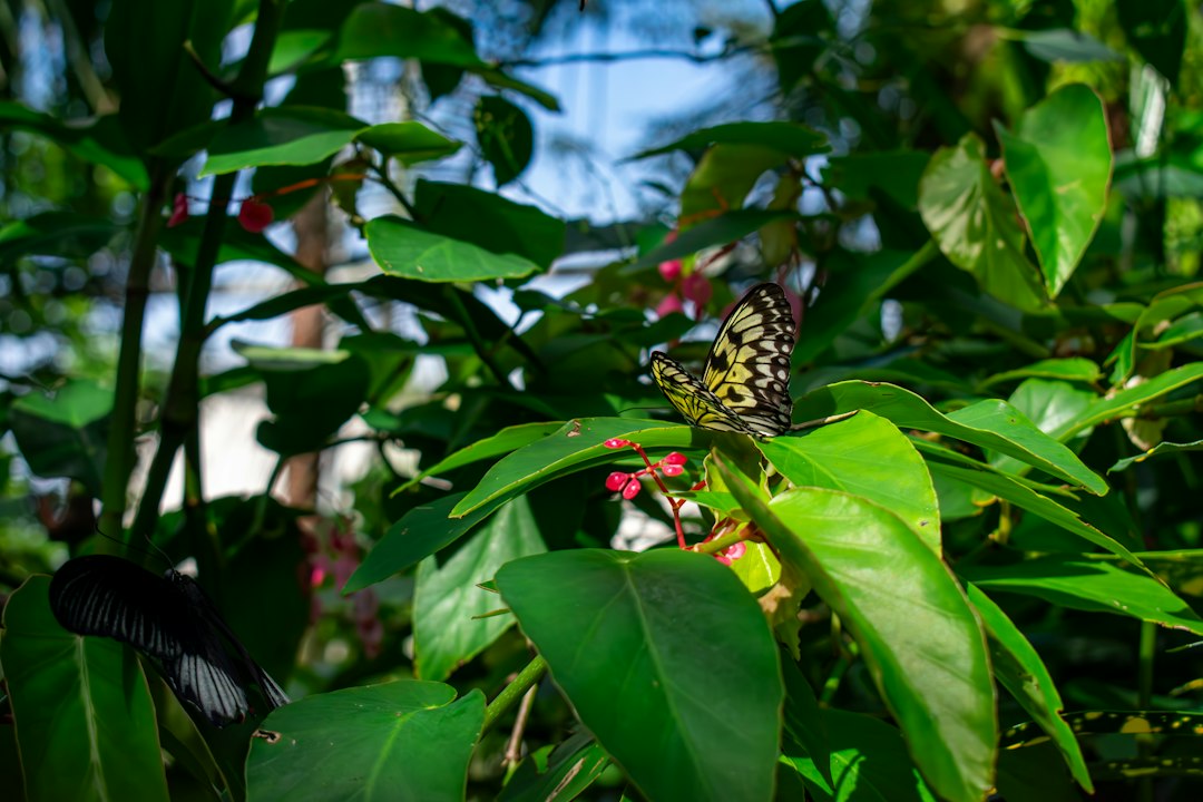 interior of the Butterfly Rainforest at the Florida Museum of Natural History