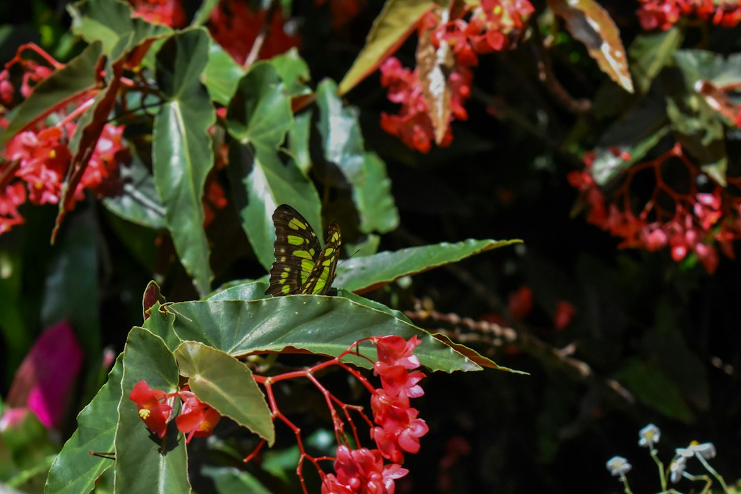 interior of the Butterfly Rainforest in Gainesville Florida