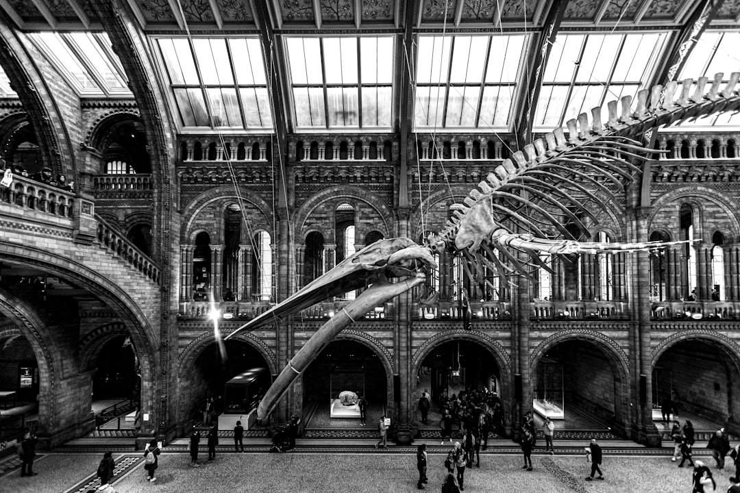 large dinosaur skeleton in a modern museum hall