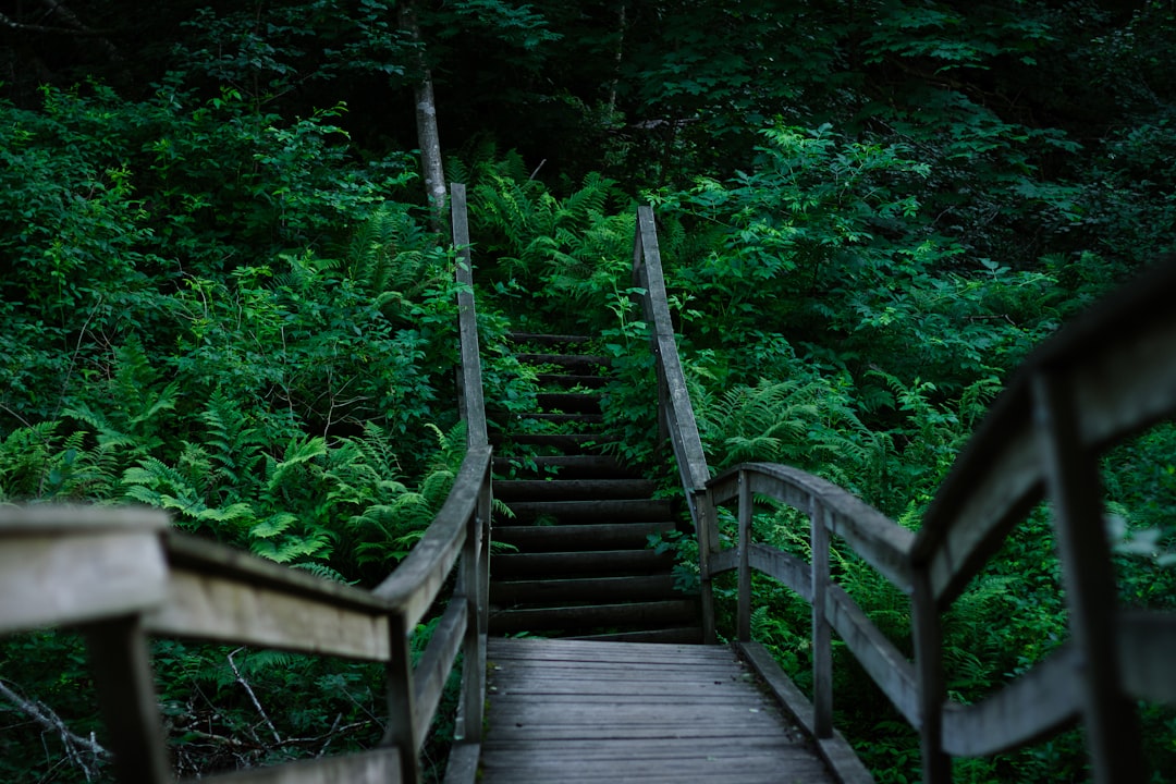 lush green ferns and boardwalk inside Devil's Millhopper Geological State Park