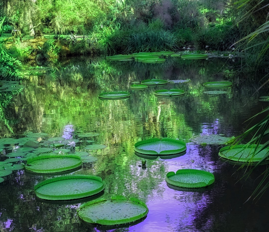 The Ultimate Guide to the Best Natural Springs Near Gainesville, FL