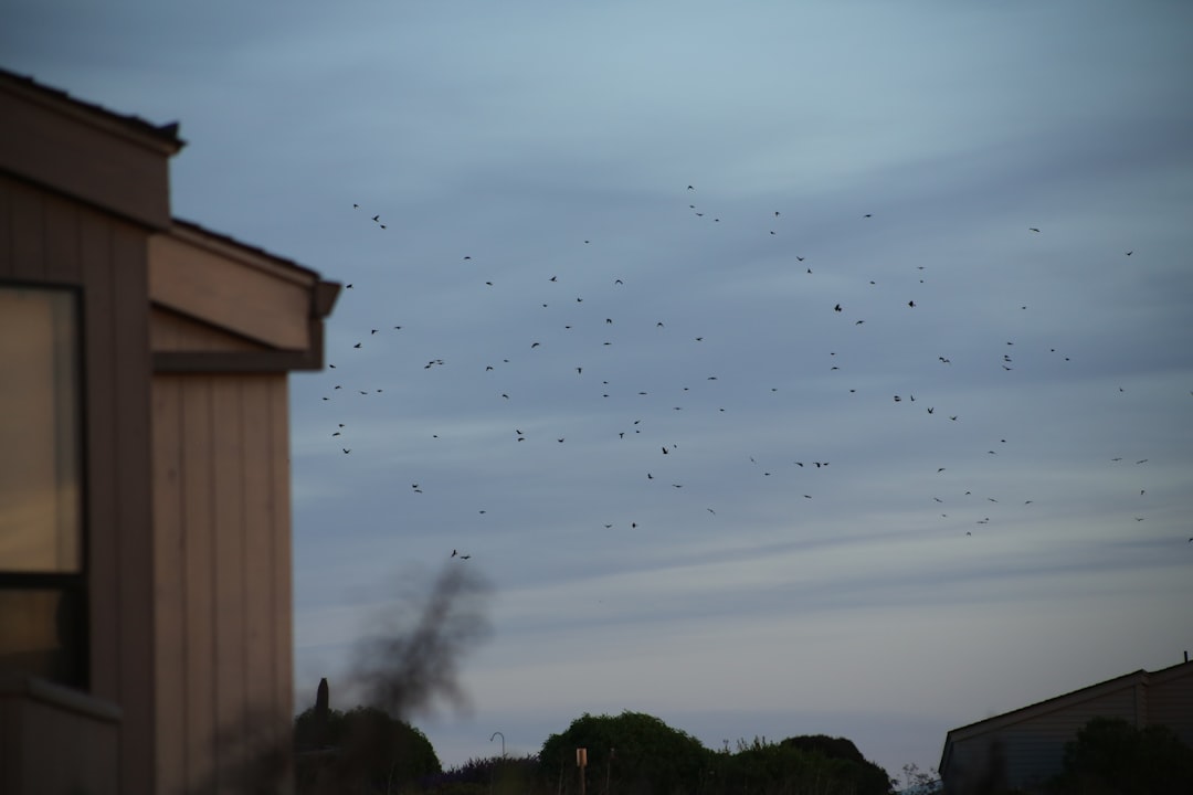 thousands of bats flying out of a wooden bat house at sunset