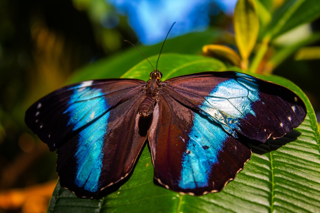 vibrant blue morpho butterfly on a green leaf