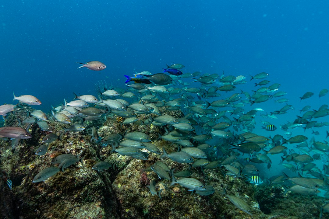 colorful fish swimming around rock jetties underwater in Florida