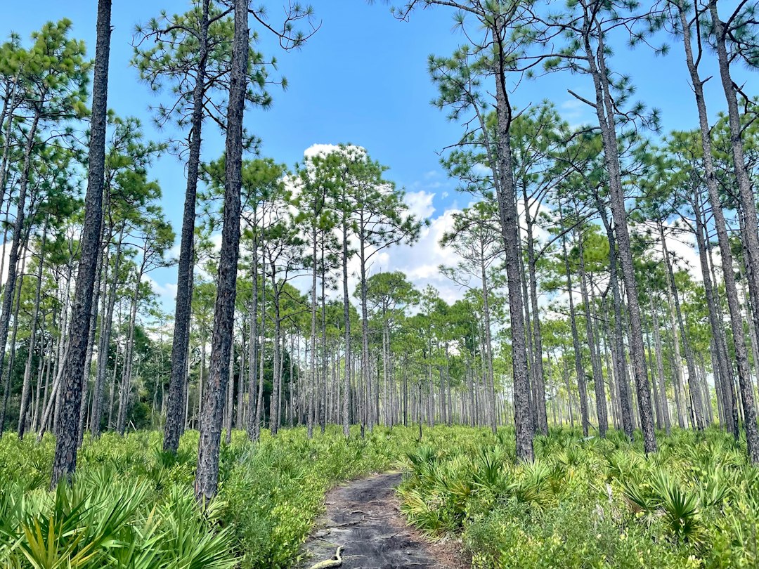 dirt trail surrounded by tall pine trees and saw palmettos in Florida