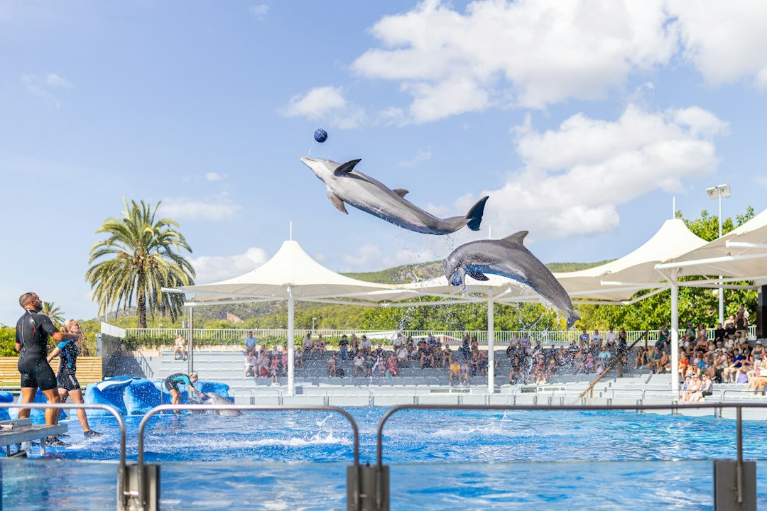 family watching a dolphin show at a marine park