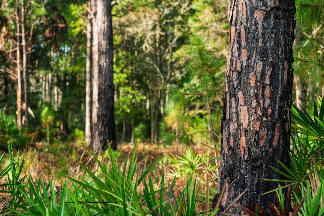 lush green hiking trail through a pine forest in Florida
