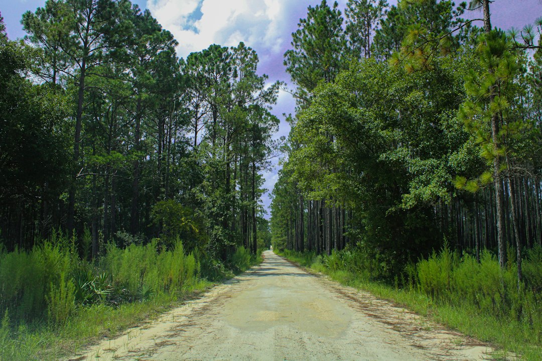 shaded hiking trail through pine forest in Florida