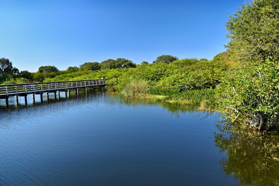 wooden boardwalk trail through a lush green Florida wetland