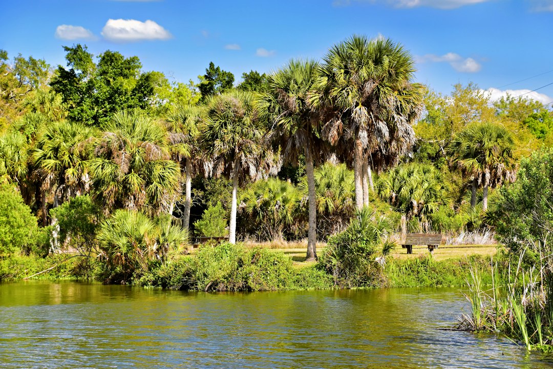 wooden boardwalk trail through a lush green Florida wetland park