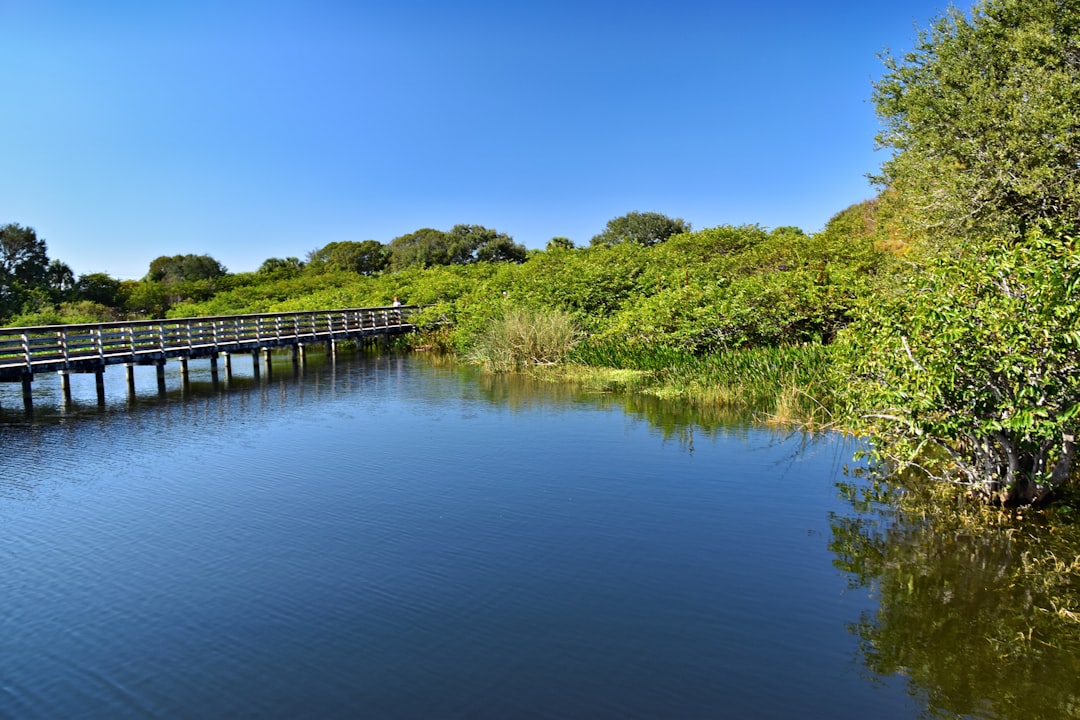 wooden boardwalk trail through a lush green wetland in Florida
