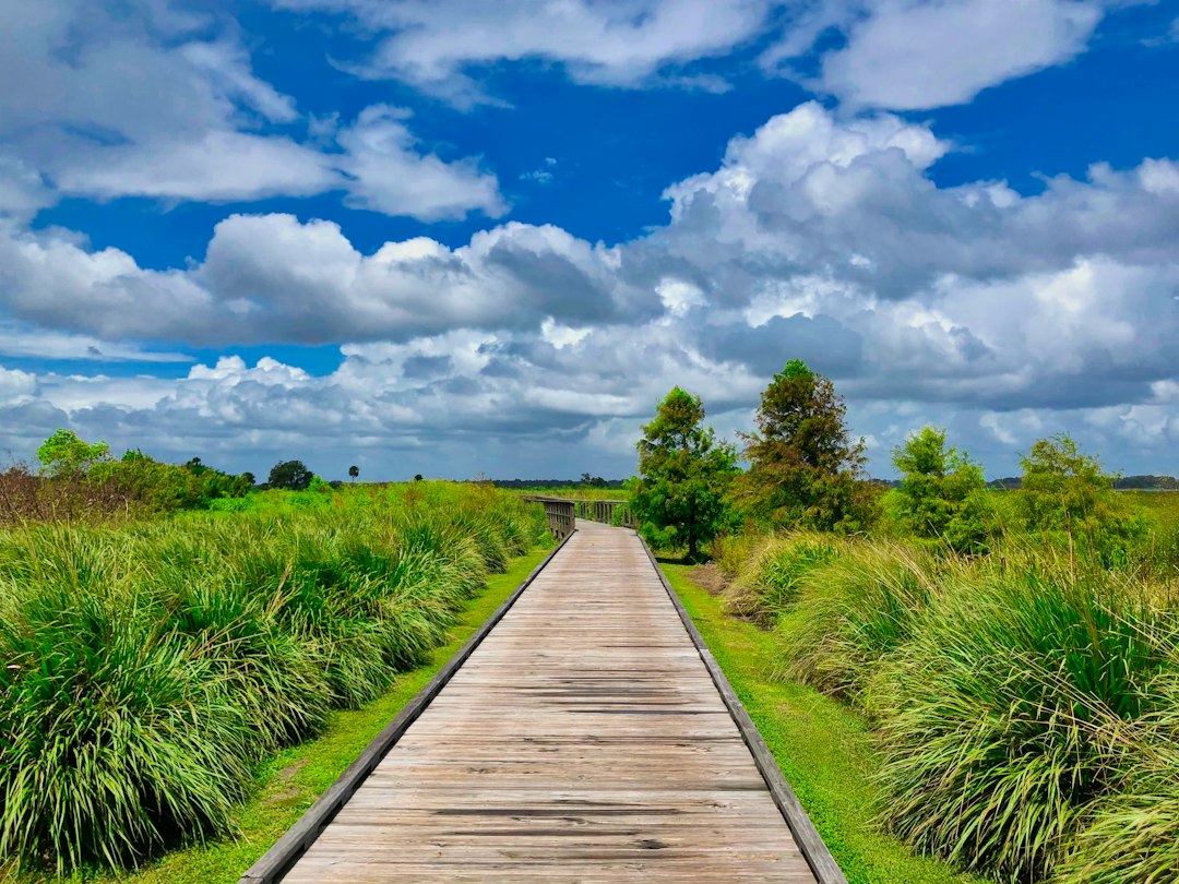 wooden boardwalk trail through a lush green wetland in Florida