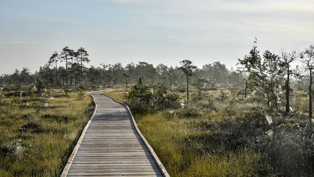 wooden boardwalk trail through a lush green wetland forest
