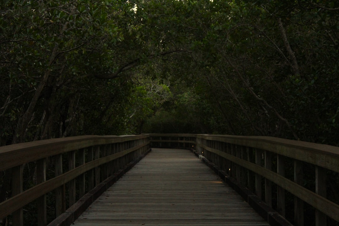 wooden boardwalk trail through a lush green wetland forest in Florida