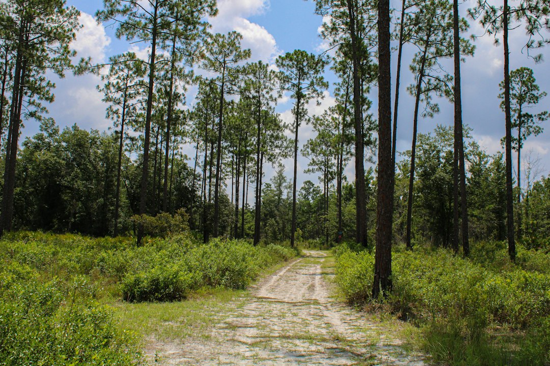wooden boardwalk trail through a pine forest in Florida