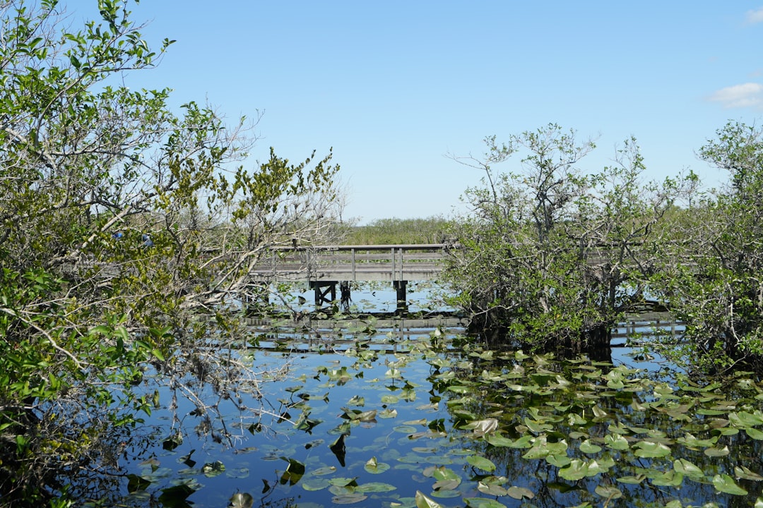 wooden boardwalk trail through green wetlands in Florida