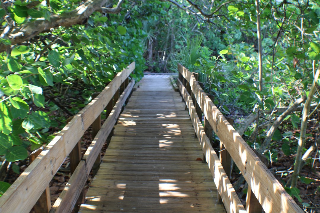wooden boardwalk trail through lush green forest in Florida